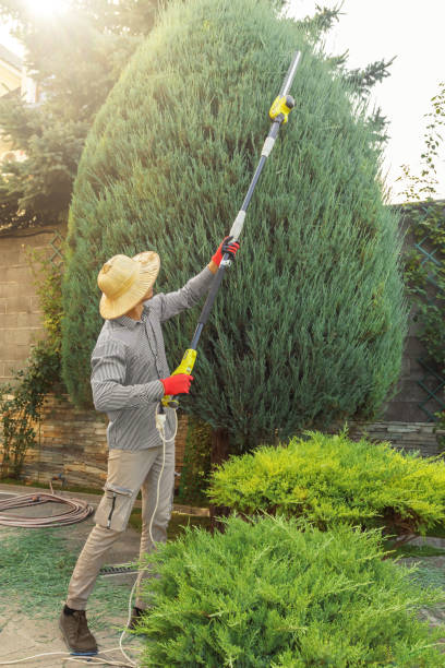 Lawn Renovation and Restoration in Oak Hills, OR